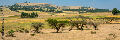 ETHIOPIA  african landscape with grasing cattle under mighty acarcias between Gondar and Debark