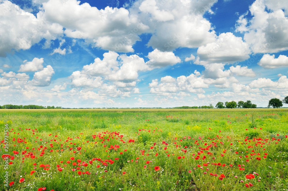 Meadow with wild poppies and blue sky.