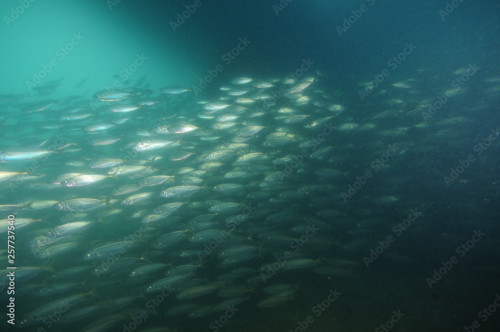 School of silver jack mackerel Tracherus declivis swimming fast in murky water in shadow under moored yacht hull.