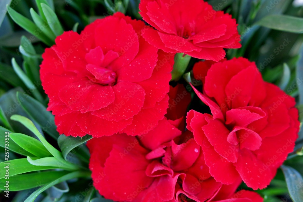 blooming bright red flowers with thin petals blooming bright red flowers with thin petals