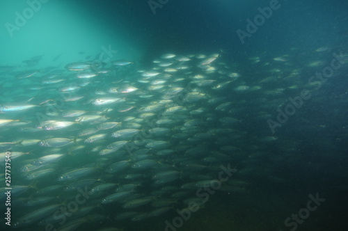 School of silver jack mackerel Tracherus declivis swimming fast in murky water in shadow under moored yacht hull. © Daniel Poloha