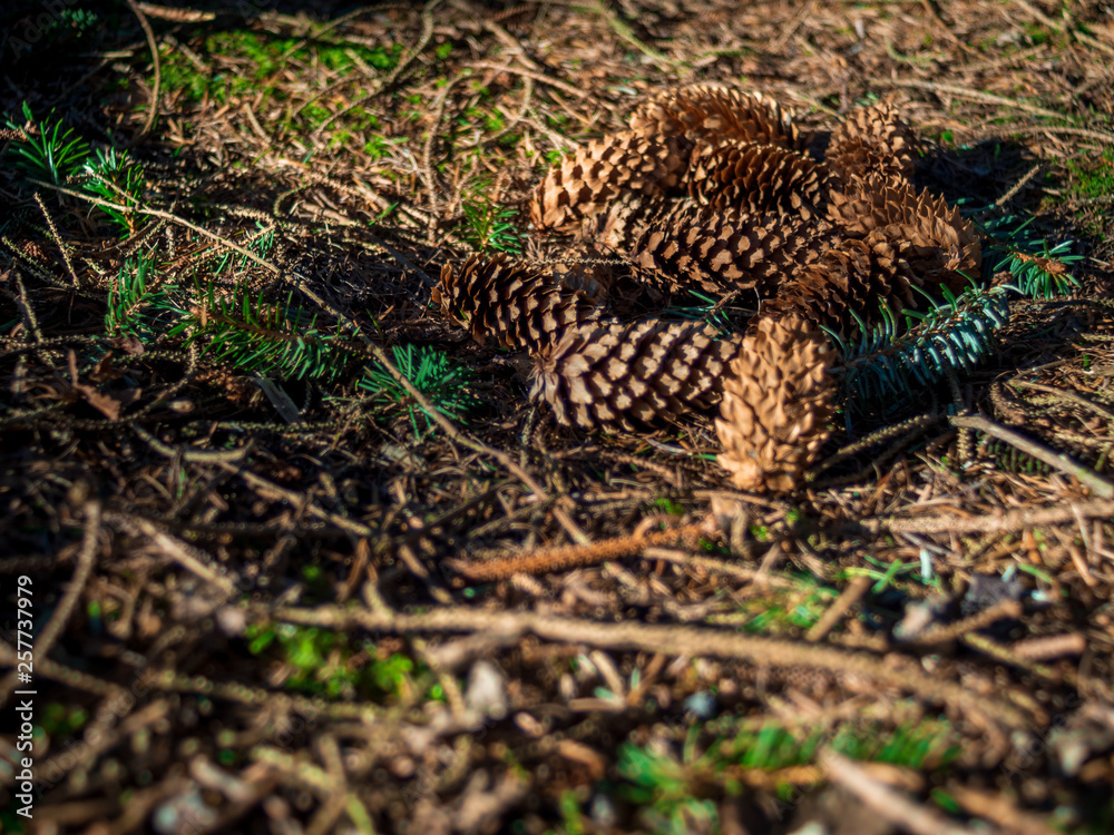 Fresh fallen pine cones lying on the forest ground on a spring day Fresh fallen pine cones lying on the forest ground on a spring day