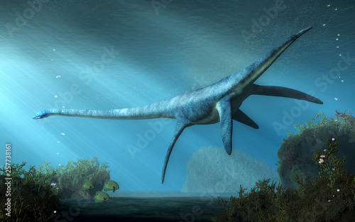An elasmosaurus swims away from you in shallow seas.  This long necked plesiosaur was an aquatic reptile that lived in the ocean during the Cretaceous period. 3D Rendering photo