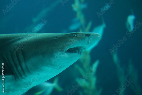 Las Palmas de Gran Canaria, Canary Islands, Spain - 21.12.2018 - Aquarium (Poema del Mar)