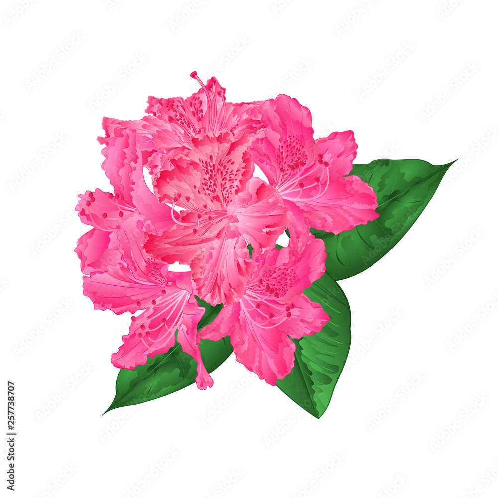 Flowers pink rhododendron with leaves on a white background vintage vector illustration editable hand draw Flowers pink rhododendron with leaves on a white background vintage vector illustration editable hand draw