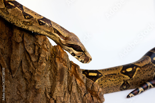 one-eyed snake boa constrictor slides on a wooden piece. visible damaged blind eye. on a white background.