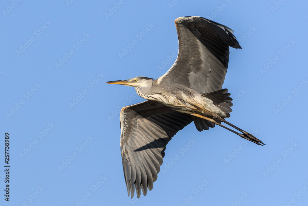 Obraz premium grey heron in flight
