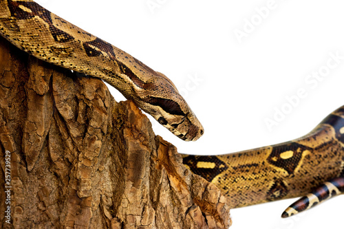one-eyed snake boa constrictor slides on a wooden piece. visible damaged blind eye. Isolated on a white background.