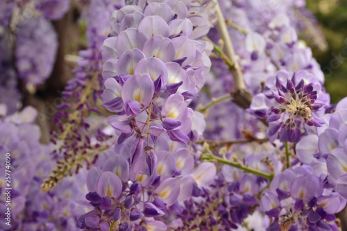 Flores de Wisteria sinensis  visteria china o glicina