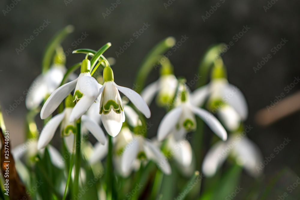Early flowering Snowdrops (Galanthus Amaryllidaceae) in sunlight Early flowering Snowdrops (Galanthus Amaryllidaceae) in sunlight
