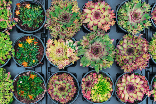 Top view of cacti in pots