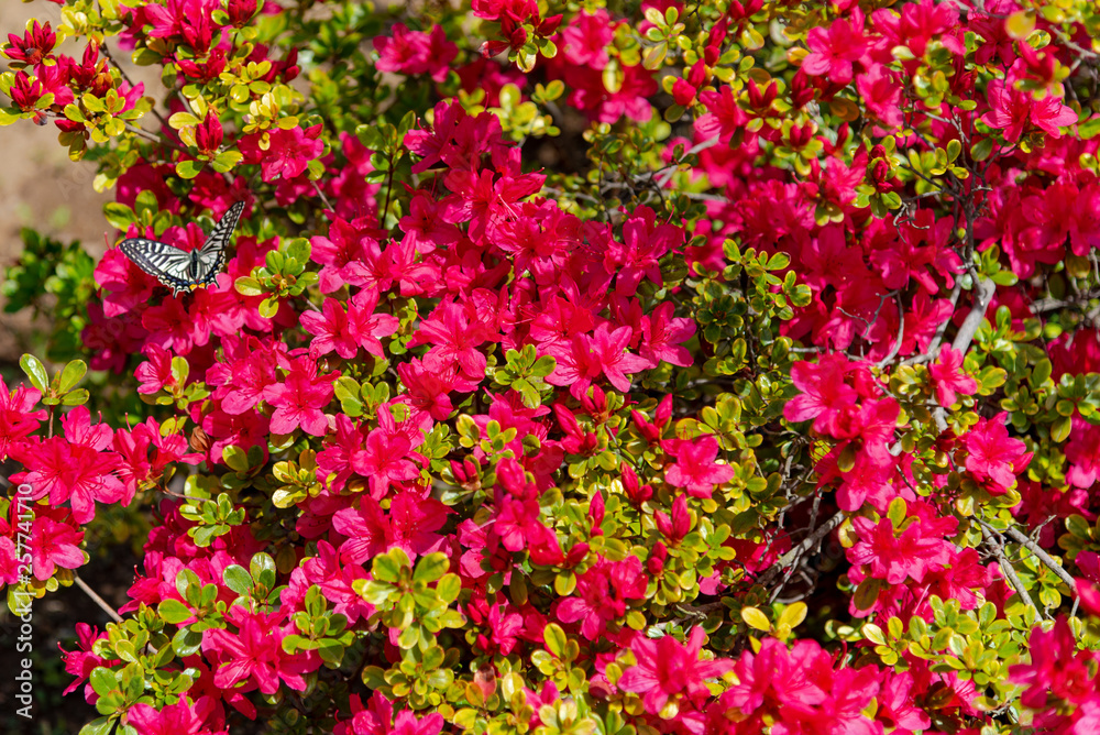 Beautiful full bloom colorful Indian Azaleas ( Rhododendron simsii ) flowers in springtime sunny day at Ashikaga Flower Park, Tochigi prefecture, Japan