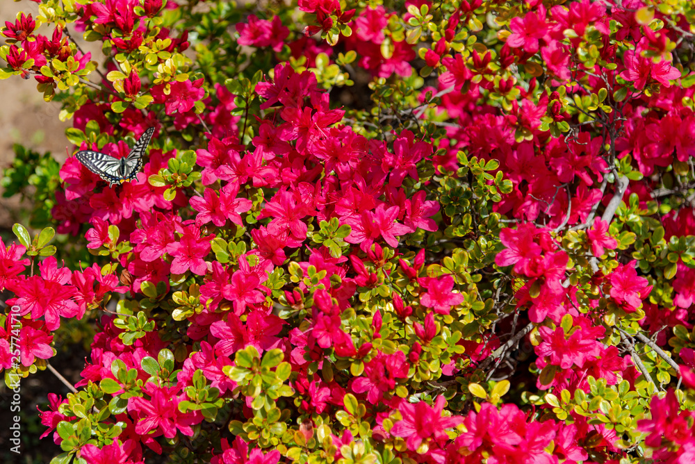 Obraz premium Beautiful full bloom colorful Indian Azaleas ( Rhododendron simsii ) flowers in springtime sunny day at Ashikaga Flower Park, Tochigi prefecture, Japan