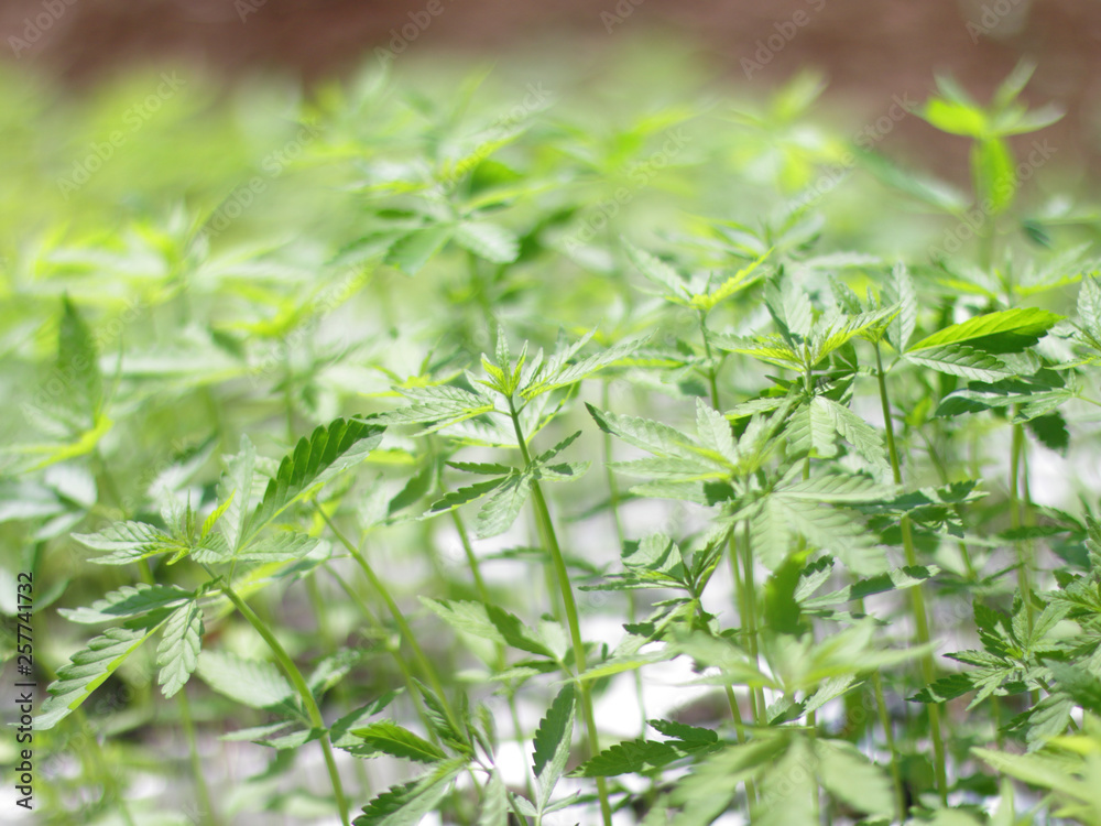 Obraz premium hemp sativa plants