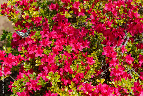 Beautiful full bloom colorful Indian Azaleas ( Rhododendron simsii ) flowers in springtime sunny day at Ashikaga Flower Park, Tochigi prefecture, Japan