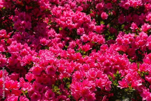 Beautiful full bloom colorful Indian Azaleas ( Rhododendron simsii ) flowers in springtime sunny day at Ashikaga Flower Park, Tochigi prefecture, Japan