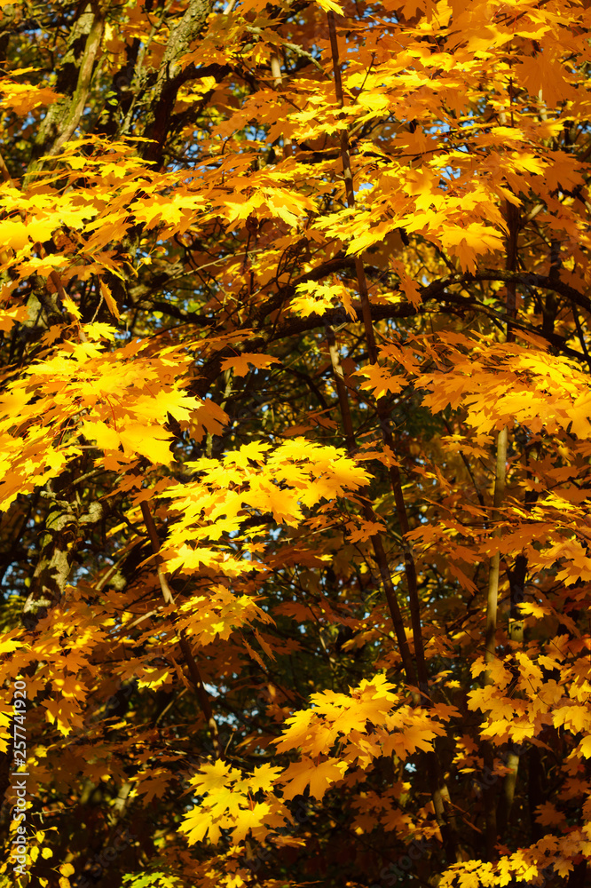 Background of yellow and orange autumn leaves