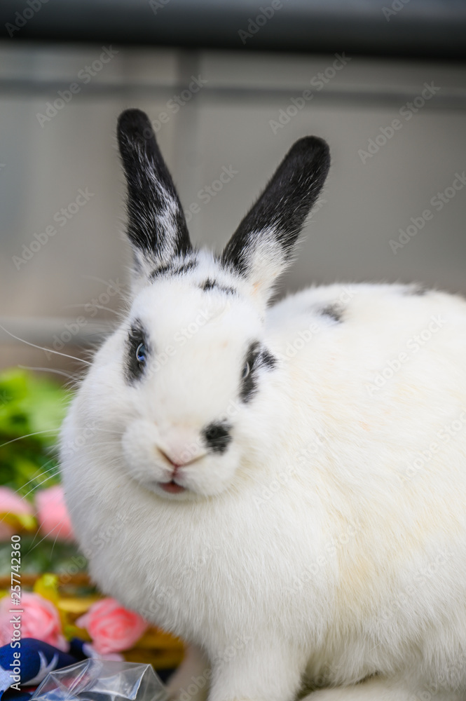 Spring Farm Rabbit Spring Farm Rabbit