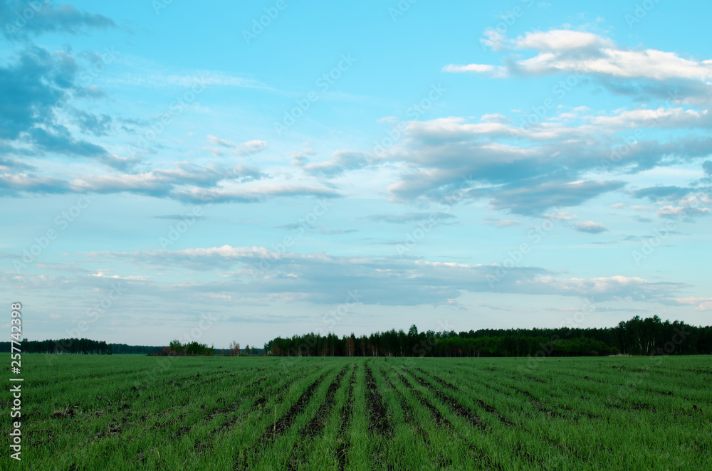 Green farm field under a blue cloudy sky at summer day. Agricultural background.