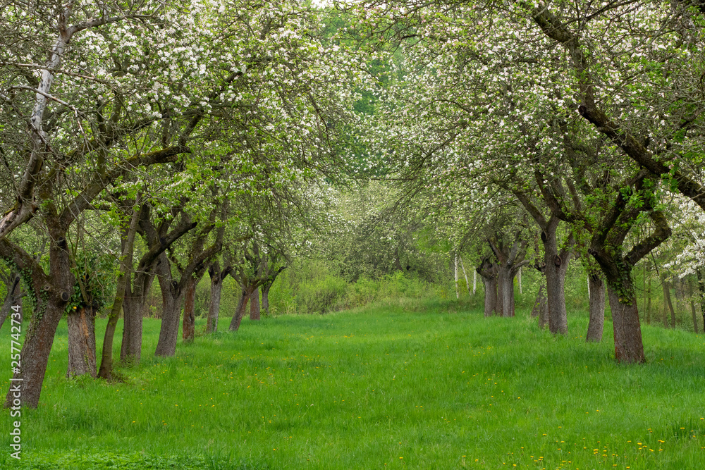 Cherry orchard. Tree trunk cherry in a row. Cherry trees alley Cherry orchard. Tree trunk cherry in a row. Cherry trees alley