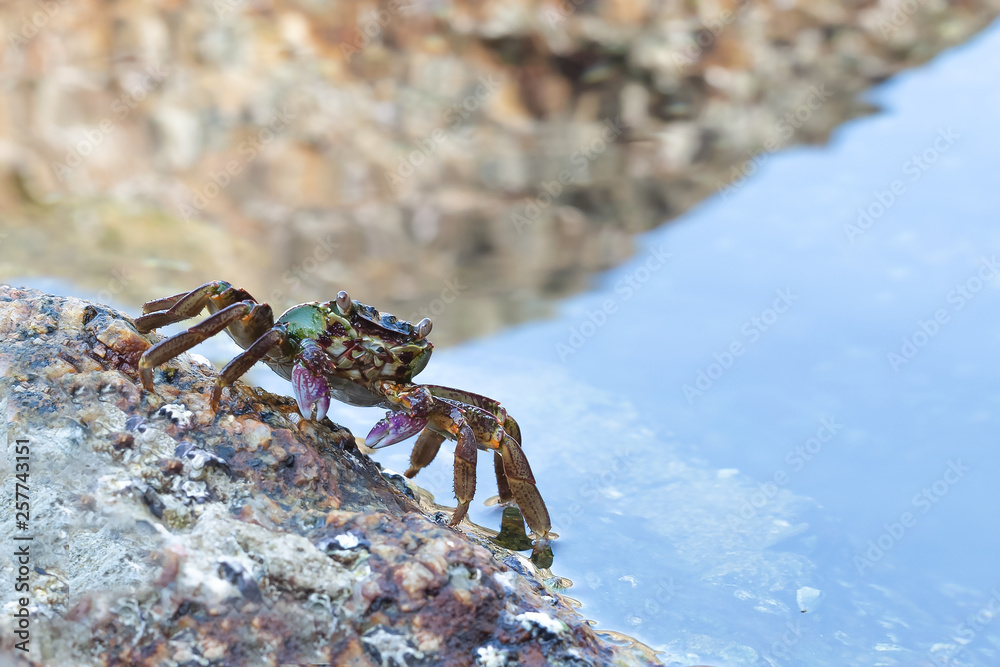 Sea crab on stone close up.Big crab on the background of water.Front view.Crab as a symbol of the water element, marine style.