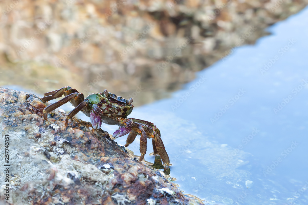 Sea crab on stone close up.Big crab on the background of water.Front view.Crab as a symbol of the water element, marine style. Sea crab on stone close up.Big crab on the background of water.Front view.Crab as a symbol of the water element, marine style.