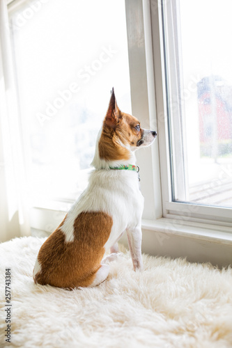 Terrier Mix Dog © KCULP
