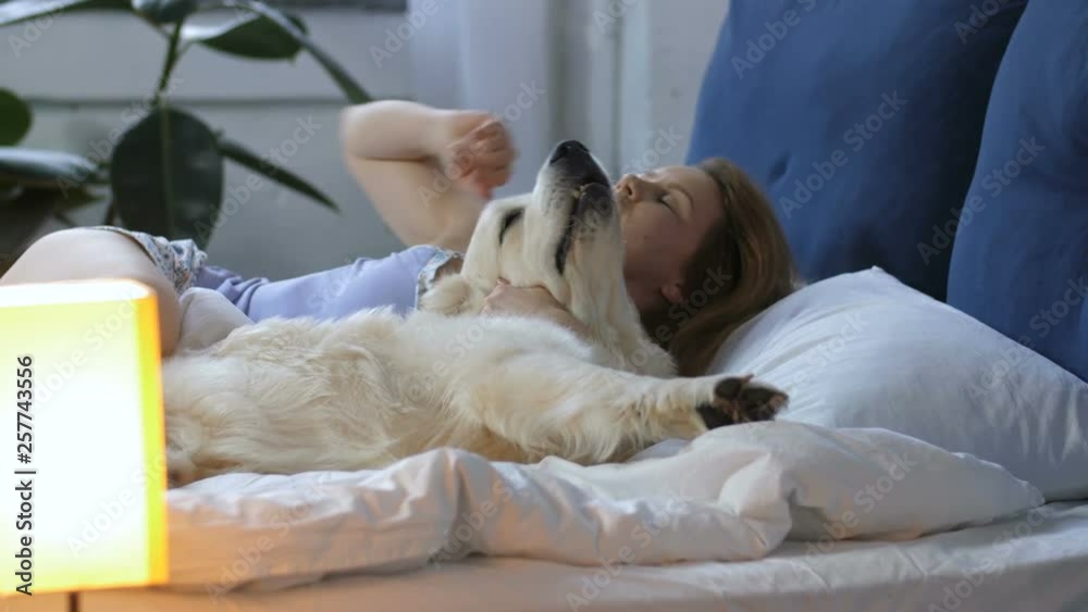 Lovely positive woman in pajama with golden labrador retriever awaking in bed in the morning. Happy female owner cuddling and petting her adorable pet dog while relaxing together in domestic bedroom. Lovely positive woman in pajama with golden labrador retriever awaking in bed in the morning. Happy female owner cuddling and petting her adorable pet dog while relaxing together in domestic bedroom.