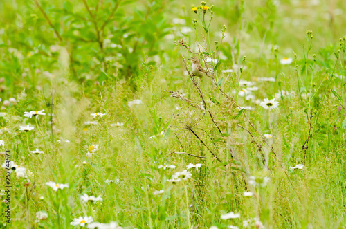 A small field bird sits on grass stems in summer.