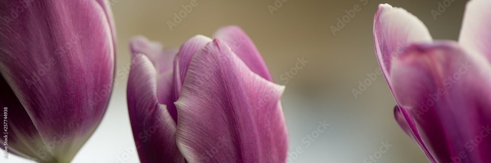 Flowers of purple tulips on a light background. Flowers of purple tulips on a light background.
