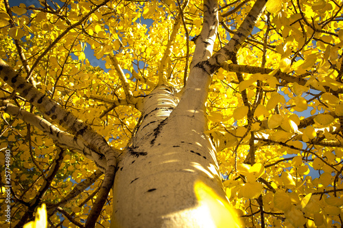 Looking Up Into the Aspen Tree