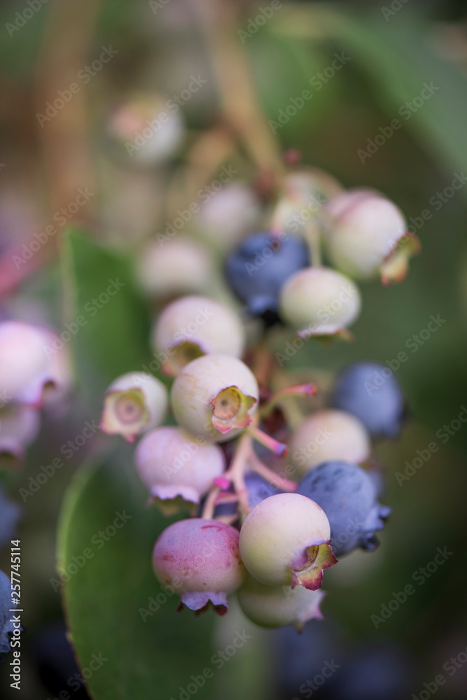 Obraz premium Blueberries ripening