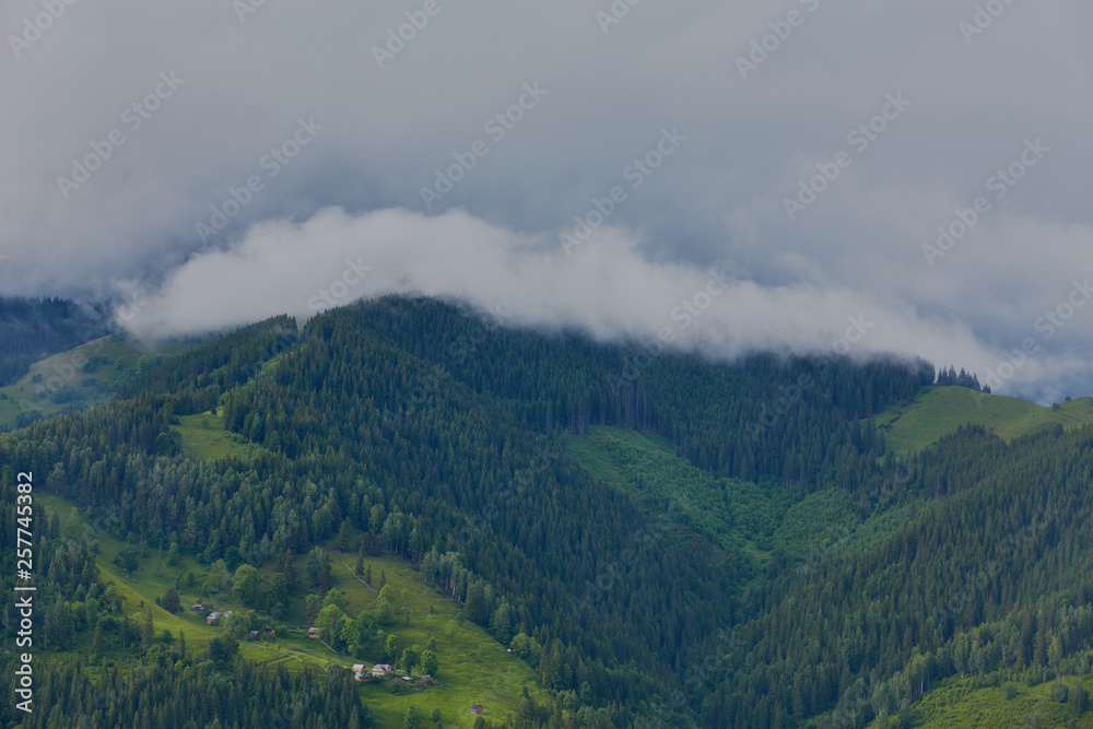 forested rolling hill on a cloudy day. lovely nature scenery of mountainous countryside.