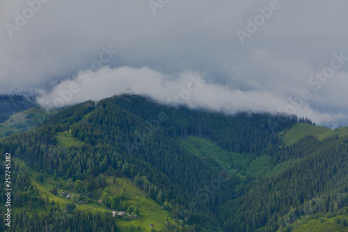 forested rolling hill on a cloudy day. lovely nature scenery of mountainous countryside. © Ryzhkov Oleksandr