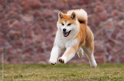 active japanese akita inu dog runs for a walk photo