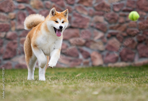 active japanese akita inu dog runs for a walk