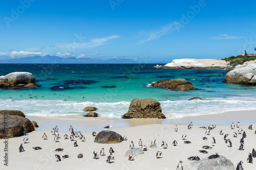 Strand mit Pinguinen, tropisch  türkieses Wasser