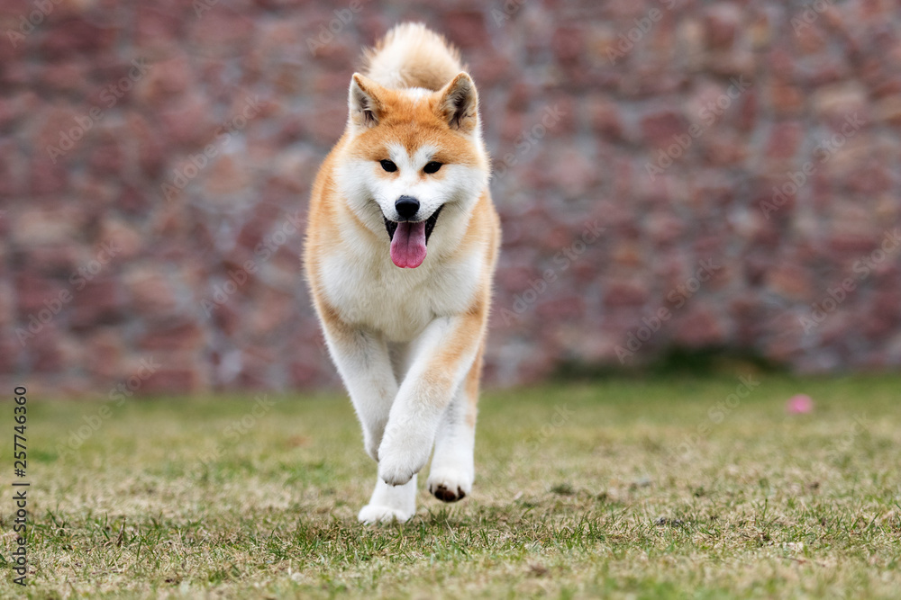 Japanese Akita Inu dog for a walk