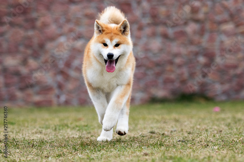 Japanese Akita Inu dog for a walk