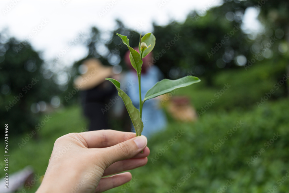 the woman cut the tea leaf in the field from Rize. the woman cut the tea leaf in the field from Rize.