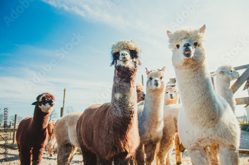 Group of cute alpacas in outside looking photo