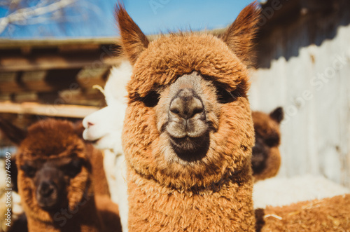 Cute alpaca baby in the barn close up looking at the camera