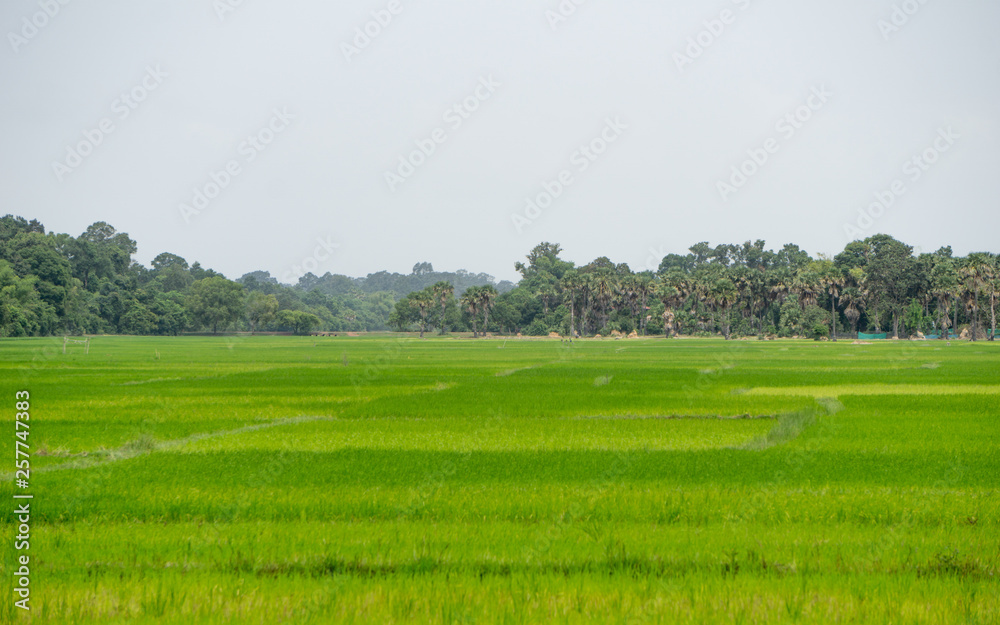 Large, vibrant green rice field in southeast Asia Large, vibrant green rice field in southeast Asia