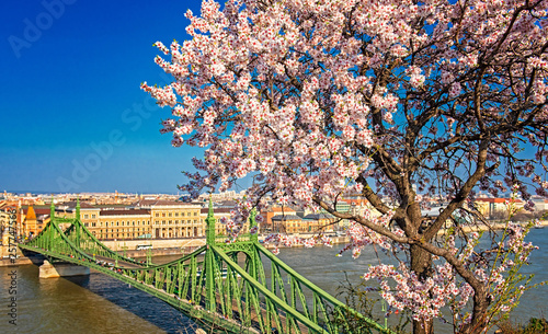 Beautiful Liberty Bridge with cherry blossom in Budapest, Hungary