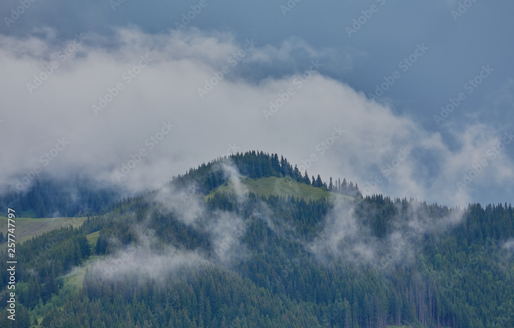 nature panorama green forest mountain fog cloud travel