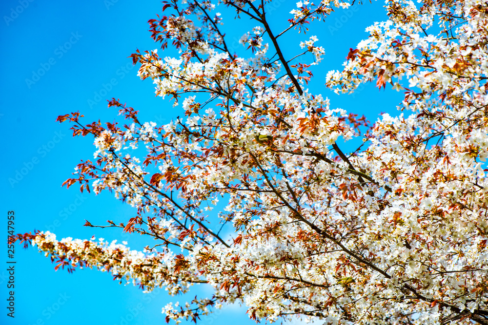 魚見桜 魚見桜