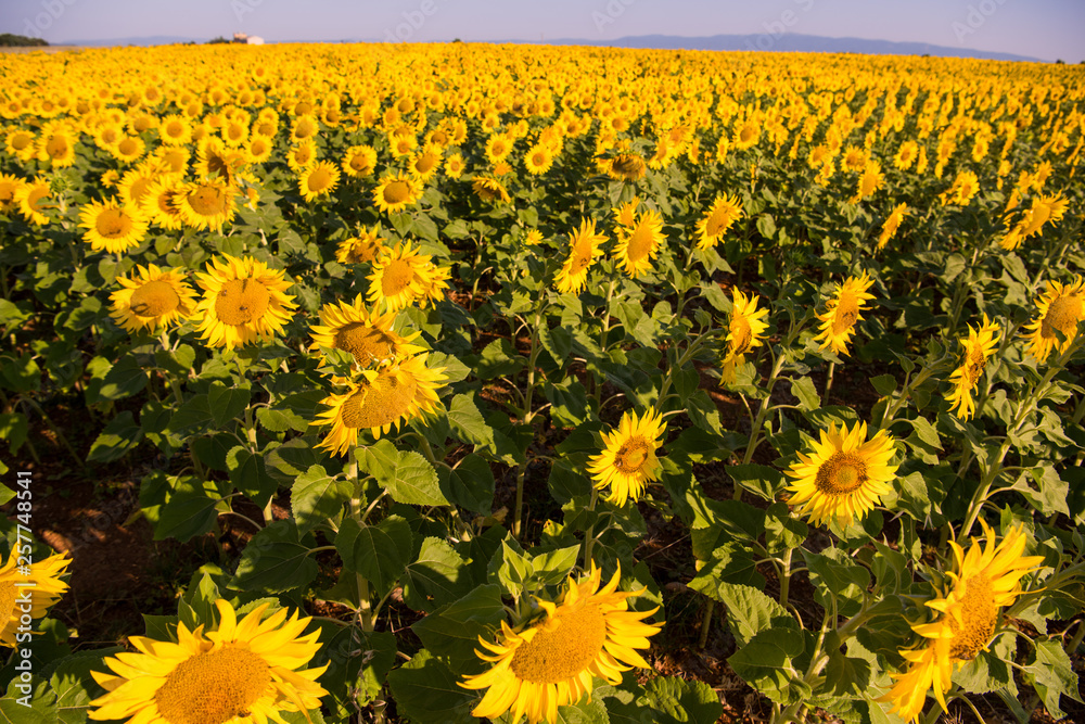 Obraz premium Sunflower field