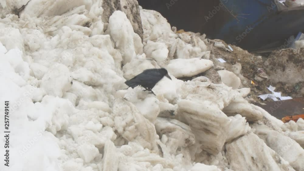 Rook walks on spring dirty snow