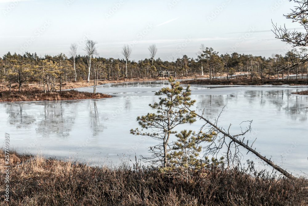 Kemeri Great swamp moorland frozen lake reflecting bog vegetation at sunny winter day with blue sky, Latvia, Baltics, Northern Europe