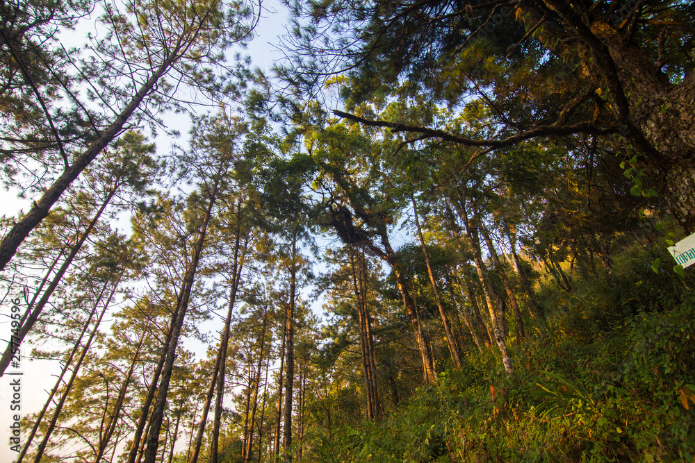 Fototapeta premium Tropical teak forest uprisen view